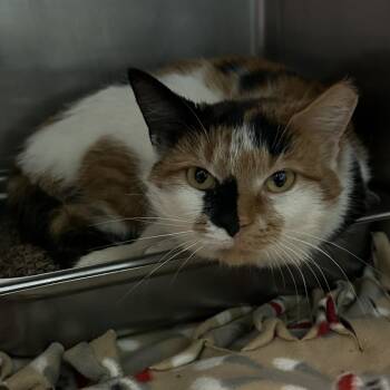 Lumpkins -  Domestic Short Hair Cat for Adoption in Spruce Pine, North Carolina - Lumpkins | PetCurious