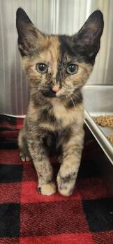 Domestic Short Hair Cats Available for Adoption - Imani | PetCurious
