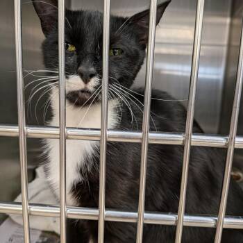 Domestic Short Hair Cats Available for Adoption in Rocky Mount, Virginia - Mermaid | PetCurious