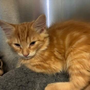 Odysseus -  Domestic Long Hair Cat for Adoption in Los Angeles, California - Odysseus | PetCurious