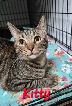Rescue Domestic Short Hair Cats for Adoption in Rome, Georgia - Kitty | PetCurious