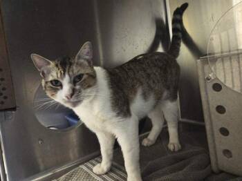Domestic Short Hair Cats Available for Adoption in Martinez, California - BARTHOLOMEW | PetCurious
