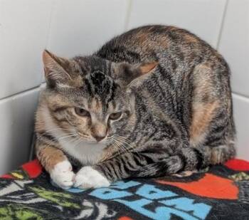SPICY -  Domestic Short Hair Cat for Adoption in Canfield, Ohio - SPICY | PetCurious