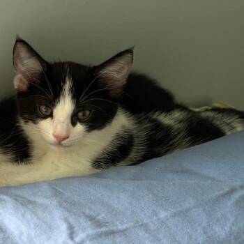 Opal -  Domestic Short Hair Cat for Adoption in Wilmington, Delaware - Opal | PetCurious