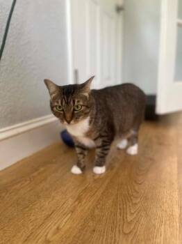Lynn -  Domestic Short Hair Cat for Adoption in North Richland Hills, Texas - Lynn | PetCurious