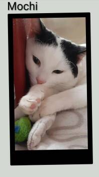 Domestic Short Hair Cats Available for Adoption - Mochi | PetCurious