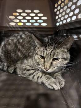 Lightning -  Domestic Short Hair Cat for Adoption in Cincinnati, Ohio - Lightning | PetCurious