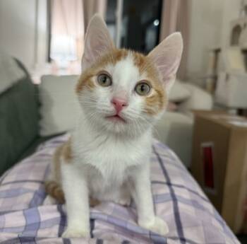 Rescue Domestic Short Hair Cats for Adoption in San Diego, California - Ed Sheeran | PetCurious