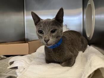 Domestic Short Hair Cats Available for Adoption in Long Beach, California - SAMMY | PetCurious