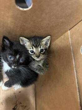 Felicity -  Domestic Short Hair Cat for Adoption in Atlanta, Georgia - Felicity | PetCurious