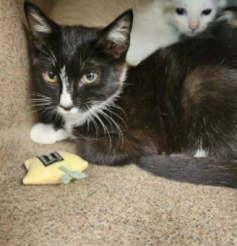 Rescue Domestic Short Hair Cats for Adoption in Crossville, Tennessee - Pocahontas | PetCurious