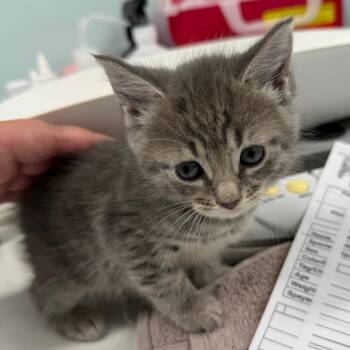 Ragweed -  Domestic Short Hair Cat for Adoption in Buffalo, New York - Ragweed | PetCurious