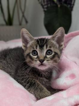 Coco -  Domestic Short Hair and Tabby Cat for Adoption in Fremont, California - Coco | PetCurious