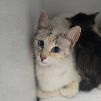 Bree -  Siamese Cat for Adoption in Duncan, Oklahoma - Bree | PetCurious