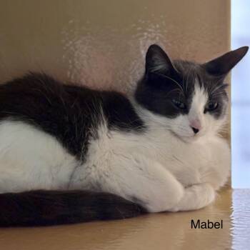 Domestic Short Hair Cats Available for Adoption - Mabel | PetCurious
