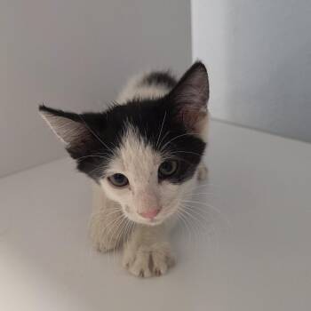 Hopscotch -  Domestic Short Hair Cat for Adoption in Desert Hot Springs, California - Hopscotch | PetCurious