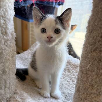 Jalapeno -  Domestic Short Hair Cat for Adoption in Toronto, Ontario - Jalapeno | PetCurious