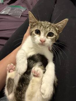 Rosie -  Domestic Short Hair Cat for Adoption in Bayonne, New Jersey - Rosie | PetCurious