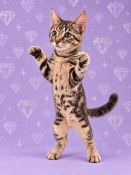 Diamond -  Domestic Short Hair Cat for Adoption in St. Augustine, Florida - Diamond | PetCurious