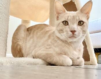 Simon -  American Shorthair Cat for Adoption in Harlingen, Texas - Simon | PetCurious