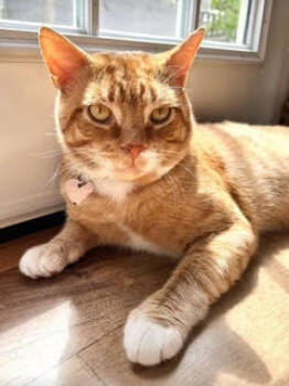 Rescue Domestic Short Hair and Tabby Cats for Adoption in Saugerties, New York - Romi | PetCurious