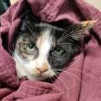 Domestic Short Hair Cats Available for Adoption in Pasadena, California - Nina | PetCurious