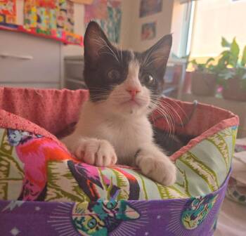 Demerara Sugar -  Domestic Short Hair Cat for Adoption in Tucson, Arizona - Demerara Sugar | PetCurious