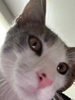 Rescue Domestic Short Hair Cats for Adoption in Manhattan, Kansas - Snickers | PetCurious