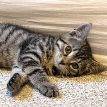 Domestic Short Hair Cats Available for Adoption in Pleasant Hill, California - Chip | PetCurious