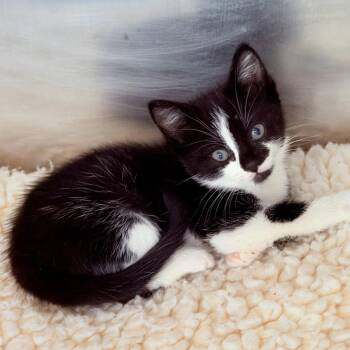 Jelly -  Domestic Short Hair Cat for Adoption in Oakland, California - Jelly | PetCurious