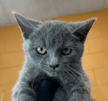 Rescue Domestic Short Hair Cats for Adoption in Golden, Colorado - Cheddar | PetCurious