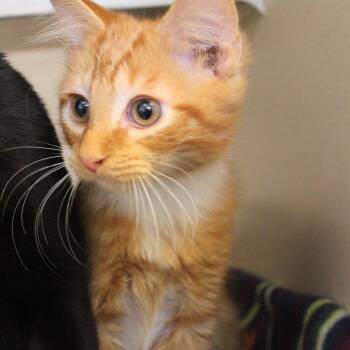 Domestic Medium Hair Cats Available for Adoption in Gloucester, Virginia - Just Greg | PetCurious