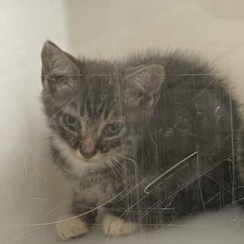 Gumbo -  Domestic Short Hair Cat for Adoption in Columbus, Georgia - Gumbo | PetCurious