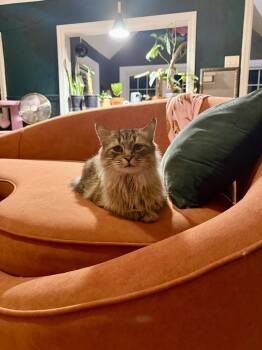 Bumble -  Domestic Medium Hair Cat for Adoption in New Milford, Connecticut - Bumble | PetCurious