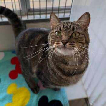 Kabob -  Domestic Short Hair Cat for Adoption in Goleta, California - Kabob | PetCurious