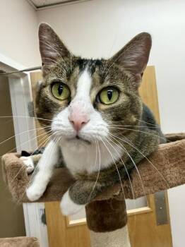 Daisy -  Domestic Short Hair Cat for Adoption in Medina, Ohio - Daisy | PetCurious