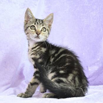 Rescue Domestic Short Hair Cats for Adoption in Mobile, Alabama - Bean | PetCurious