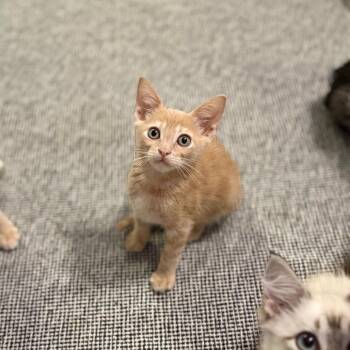 Cipher -  Domestic Short Hair Cat for Adoption in Port Richey, Florida - Cipher | PetCurious