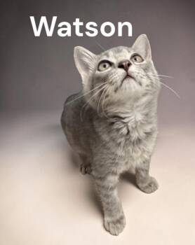 Watson -  Tabby Cat for Adoption in Weems, Virginia - Watson | PetCurious