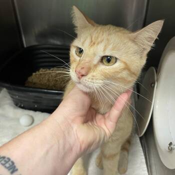 Buggy -  Domestic Short Hair Cat for Adoption in Port Charlotte, Florida - Buggy | PetCurious