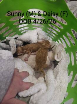 Domestic Short Hair Cats Available for Adoption in Nucla, Colorado - Sunny | PetCurious