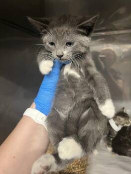 *LADY DIANA -  Domestic Short Hair Cat for Adoption in Woodland, California - *LADY DIANA | PetCurious