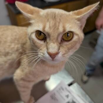 Domestic Short Hair Cats Available for Adoption - Gimli | PetCurious