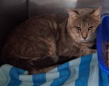 SHREK -  Domestic Short Hair Cat for Adoption in Killeen, Texas - SHREK | PetCurious