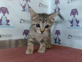 CHEEZIT -  Domestic Short Hair Cat for Adoption in Orlando, Florida - CHEEZIT | PetCurious