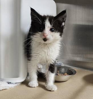 Shirley -  Domestic Short Hair Cat for Adoption in Kennewick, Washington - Shirley | PetCurious