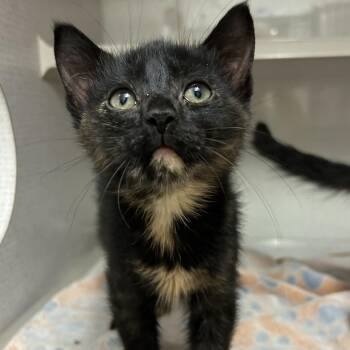 Kittlesby -  Domestic Short Hair Cat for Adoption in Buffalo, Minnesota - Kittlesby | PetCurious