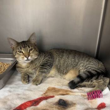 Rescue Domestic Short Hair Cats for Adoption in Beaumont, Texas - Ralph | PetCurious