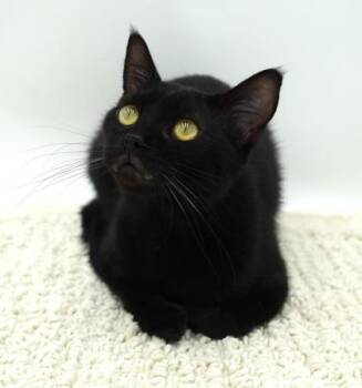 Ted -  Domestic Short Hair Cat for Adoption in Bowling Green, Kentucky - Ted | PetCurious