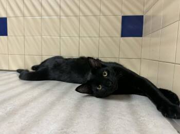 Rescue Domestic Short Hair Cats for Adoption in Waterloo, Iowa - Jake From State Farm | PetCurious